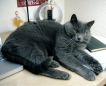 mon chat