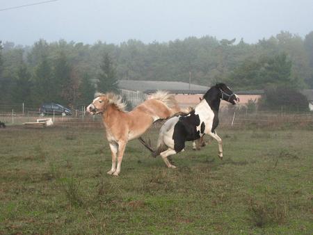 mon pierro en colère